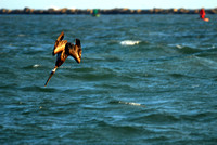 Diving Pelican